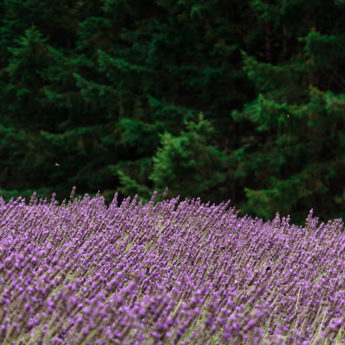 Oregon Lavender - 10mL Eau de Parfum