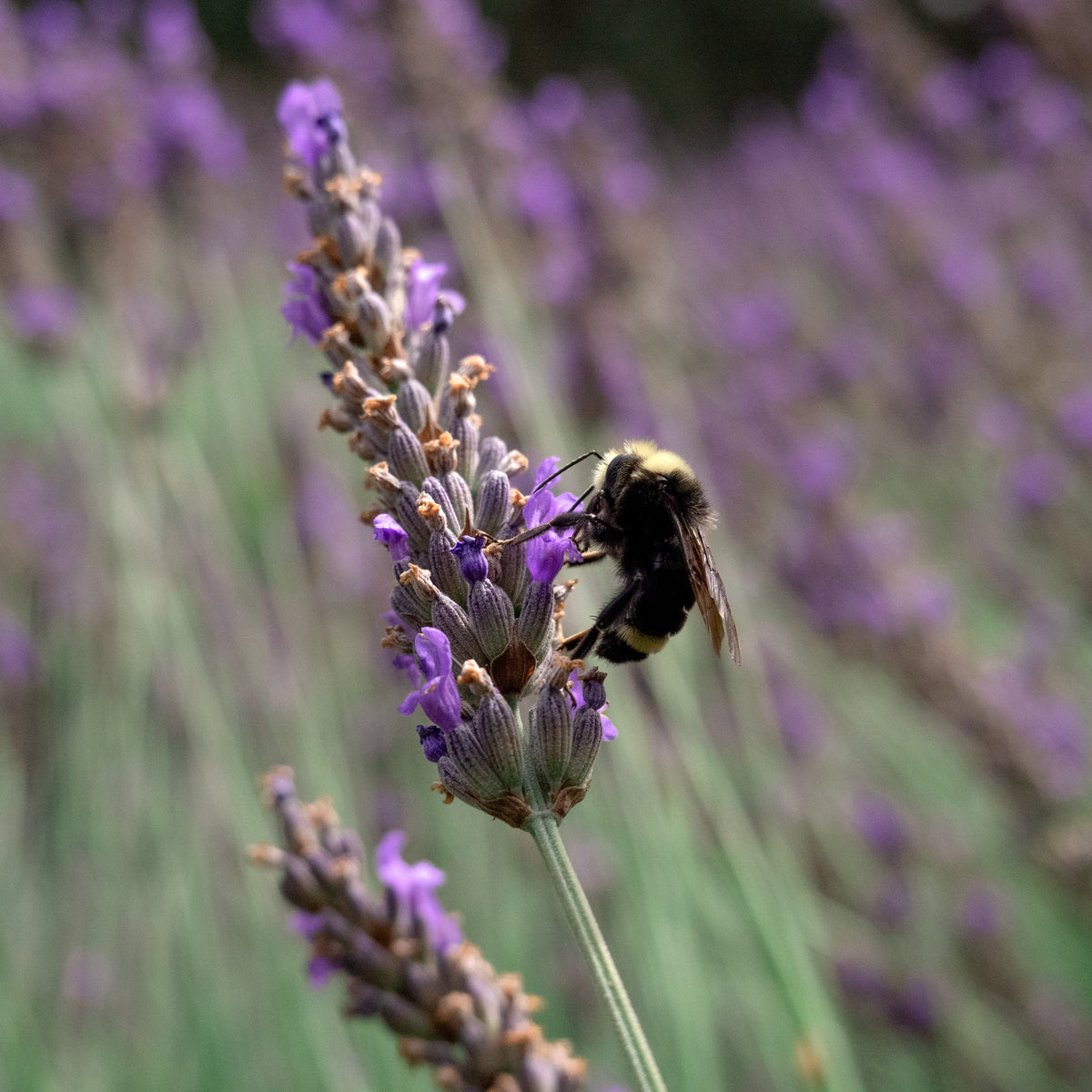 Oregon Lavender - 10mL Eau de Parfum